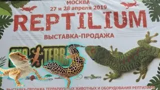 REPTILIUM 2019 МОСКВА ВЫСТАВКА-ПРОДАЖА / КАК ЭТО БЫЛО???/ЯЩЕРИЦЫ /ЗМЕИ /МУРАВЬИНЫЕ ФЕРМЫ /НАСЕКОМЫЕ