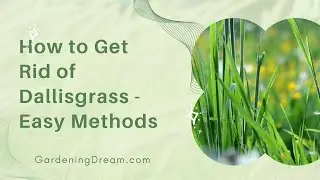 How to Get Rid of Dallisgrass? - Easy Methods