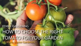 How to Choose the Right Tomato