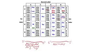 How to read a codon chart