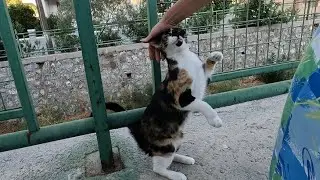 Cute cat that stood up and greeted me has a lot to tell