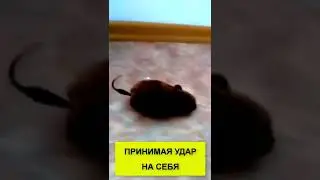 Какая чушь! Интерактивная игрушка для животных заводная мышка мышь для кошек кусалка видео обзор