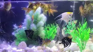 Fish Aquarium Compilation#0290, Beautiful Fish Aquarium Everyday