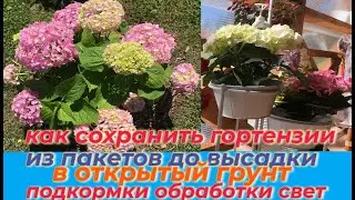 КРУПНОЛИСТНЫЕ ГОРТЕНЗИИ ИЗ ПАКЕТОВ / УХОД В ДОМАШНИХ УСЛОВИЯХ / ПОДКОРМКИ / ОБРАБОТКИ / ТЕМПЕРАТУРА