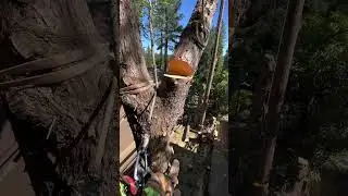 Tip and Butt tie for rigging trees. SAFER than negative rigging.