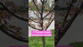 У Полтаві готуються розквітнути сакури