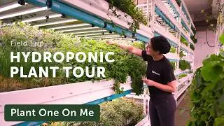 HYDROPONIC FARM Tour with Farm.One — Ep. 393