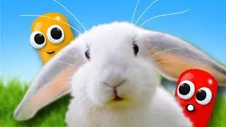 Сборник видео про ЯЙЦА СЮРПРИЗ. Кролик НОЛИК - 100 КАПСУЛ. Обзор на игрушки Щенячий патруль и другие