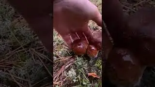 🔥ЛУЧШИЙ ГРИБНОЙ КВЕСТ🔥Трое из ларца!!!#shorts #forest #boletus #грибы #porcini #funghi