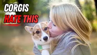 10 Surprising Things That Corgis Absolutely HATE