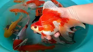 Goldfish Axolotl Halfmoon Betta Fish Koi Carp Catfish Angelfish Pleco Duck Cute baby animals Videos