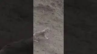 Coyote shot while running (animal hunting #81)