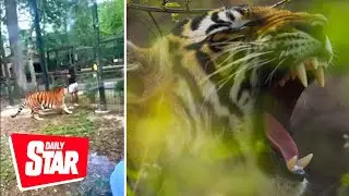 Moment girl jumps over fence to touch Bengal tiger and nearly has hand bitten