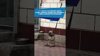Танцы под победы в тендерах  