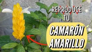 COMO SE REPRODUCE LA PLANTA DEL CAMARON AMARILLO | Paso a Paso