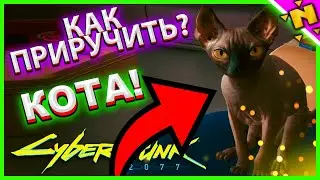 КАК ПРИРУЧИТЬ КОТА В КИБЕРПАНКЕ 2077 КОТА НИББЛСА в Киберпанк 2077 Cyberpunk 2077