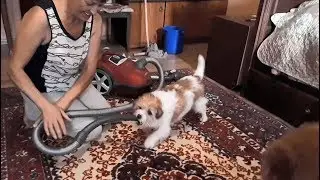 Маленькая смешная собачка кусает пылесос. Little funny dog catches a vacuum cleaner.