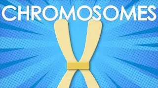 Chromosomes: structure and function