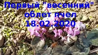 Первый "весенний" облет пчел 18 02 2020