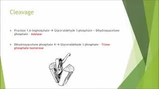 Biochemistry and Cell Biology - Glycolysis