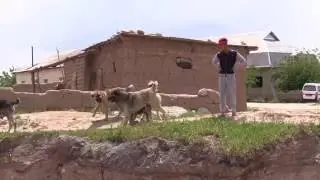 Таджикские саги дахмарда  чабана Джумы