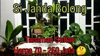 Tanaman Sultan Seharga Rumah | Janda Bolong | Monstera adansonii | Tanaman Viral 2020 | Tananan hias