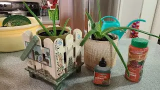 Пересадка Алоэ Вера и Алоэ Древовидный или Древесное (Столетник). Aloe Vera and Aloe Arborenscens.