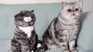 Mog The Cat Doppleganger