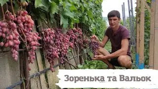 Зоренька та Вальок