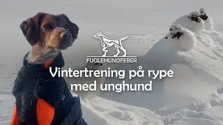 Vintertrening på rype med unghund - Fuglehundfeber Ep7