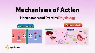 Homeostasis and Proteins Physiology | Mechanisms of Action Animation