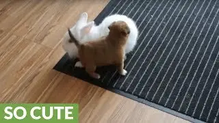 Puppy and bunny playtime will melt your heart
