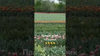 Тюльпаны в Луганске