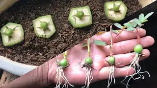 How to grow red roses from flower bud | Easy way grow roses from hips