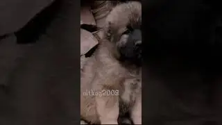 Эдит кавкавзкая овчарка😈💕Ребята поднимаем Актив!!!!
