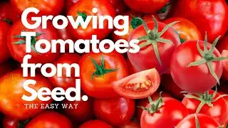 Beginner's Guide To Grow Tomatoes At Home From Seed