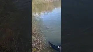 Landing carp fishing at the lake #carpfishing #freshwaterfishing #fish