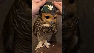 Tolong Berhenti Perang‼️ #animals #sad #stopwar #funny #pets #videolucu