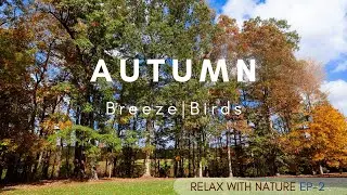 Relax with Nature | Wind Rustling and Birdsong