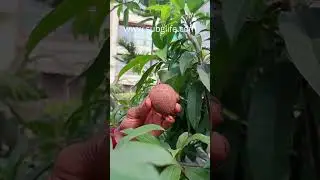 Chikoo on terrace garden | sapota plant in pot #gardening