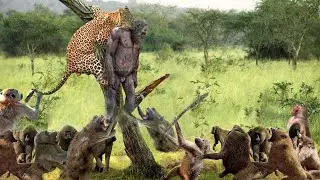 A Terrible Massacre Occurred When A Starving Leopard Desperately Ate Baby Monkeys In Their Territory