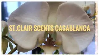 St.Clair Scents, Casablanca - Review