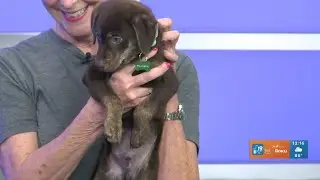 TUESDAY TAILS: Meet Cudi from the SPCA of East Texas