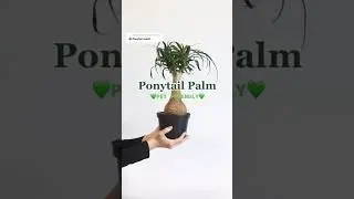 Ponytail Palm Grow Guide🪴 #houseplants #tropicalplants #succulents