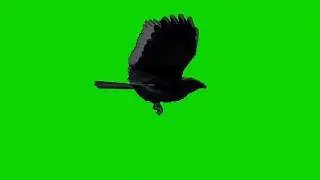 Green Screen Crow on the Tombstone