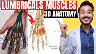 lumbrical muscles of hand anatomy | lumbrical muscle anatomy | lumbrical muscle origin and insertion