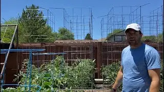 DIY Tomato Cages - Full Tutorial Using Cattle Panels