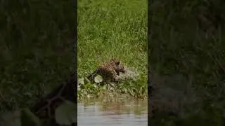 Jaguars hunting in SLO-MO