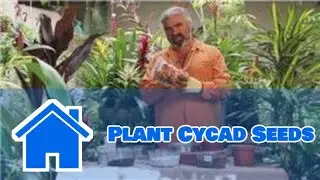 Gardening Help : How to Plant Cycad Seeds