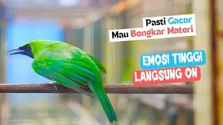 Cucak Ijo Gacor Memancing Lawan Untuk Emosi dan Mau Tarung! Seketika Langsung Jamtrok Bongkar Isian